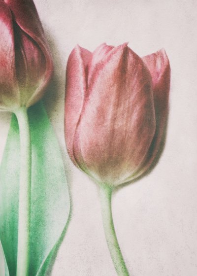 Weiche Blassrosa Tulpen von Delphine Devos
