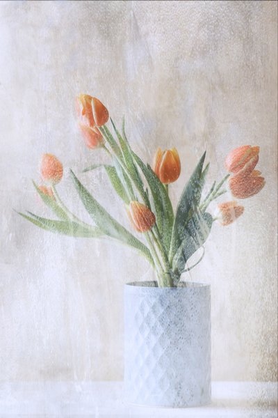 Weiche orangefarbene Tulpen von Delphine Devos