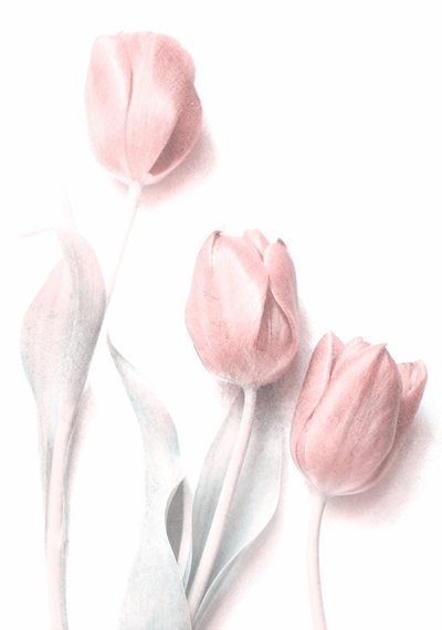 Weiche rosa Tulpen von Delphine Devos