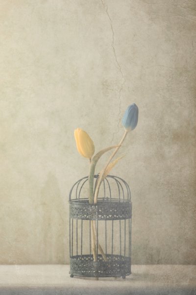 Vintage Käfig-Tulpen von Delphine Devos