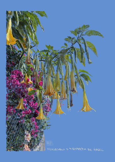 Floripondio, 2022 von Diego Beyro