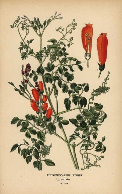 Chilenische Ruhmesblume, Eccremocarpus scaber von Désiré Georges Jean Marie Bois