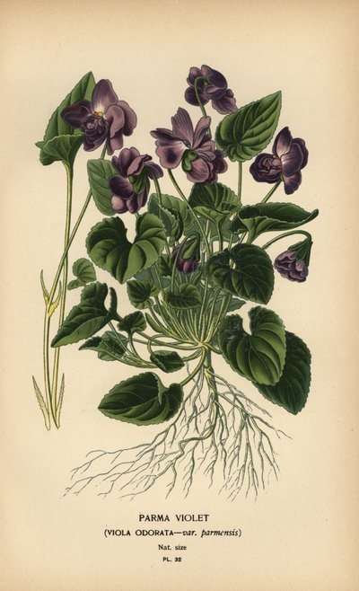 Parma-Veilchen, Viola odorata von Désiré Georges Jean Marie Bois
