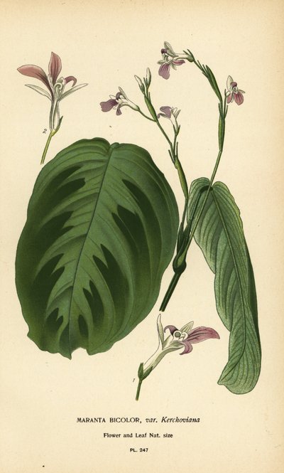 Gebetspflanze, Maranta leuconeura von Désiré Georges Jean Marie Bois