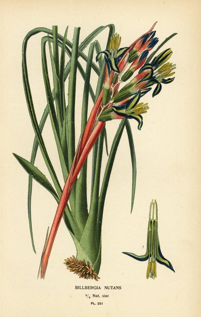 Königinstränenpflanze, Billbergia nutans. Chromolithographie nach einer Illustration von Desire Bois aus Edward Step