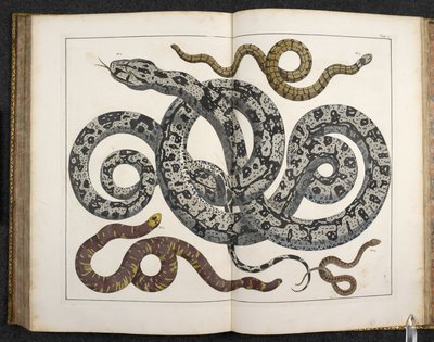 Ein Python, aus 