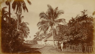 Kakaopalme - Retalhuleu, Guatemala von Eadweard Muybridge