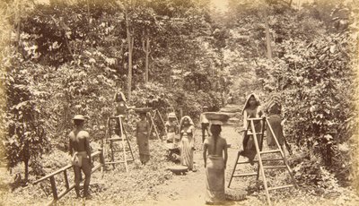 Kaffeeernte in San Isidro, Höhe 1000 Fuß, Guatemala von Eadweard Muybridge