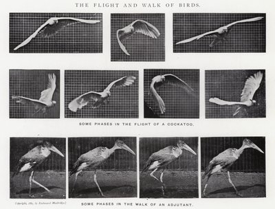 Eadweard Muybridge: Der Flug und Gang der Vögel (s/w Foto) von Eadweard Muybridge