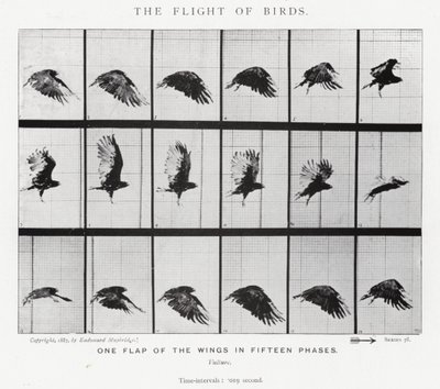 Eadweard Muybridge: Der Flug der Vögel von Eadweard Muybridge