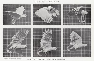 Eadweard Muybridge: Der Flug der Vögel (s/w Foto) von Eadweard Muybridge