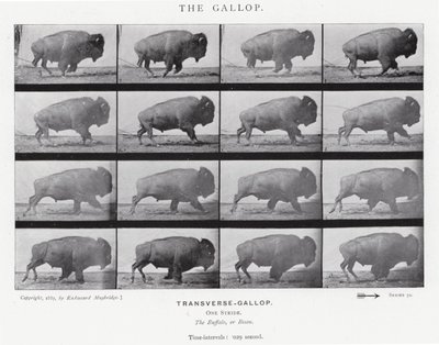 Eadweard Muybridge: Der Galopp von Eadweard Muybridge