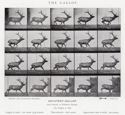 Der Galopp von Eadweard Muybridge