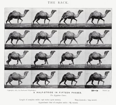 Der Galopp von Eadweard Muybridge