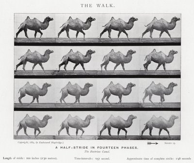 Der Spaziergang von Eadweard Muybridge