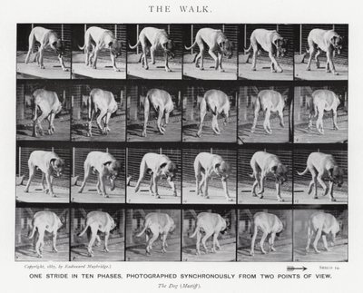 Der Spaziergang von Eadweard Muybridge