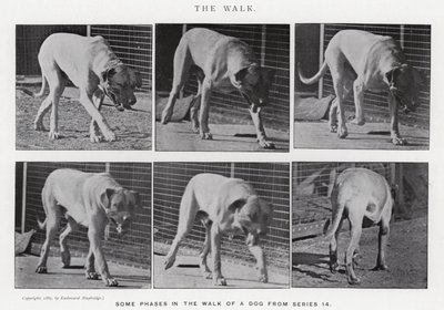 Der Spaziergang von Eadweard Muybridge