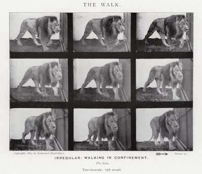 Eadweard Muybridge: Der Gang von Eadweard Muybridge