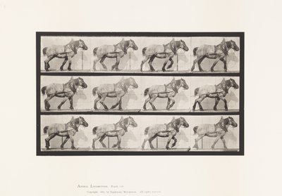 Tafel 565. Ziehen; Dunkelgraues Belgisches Pferd Dusel von Eadweard Muybridge