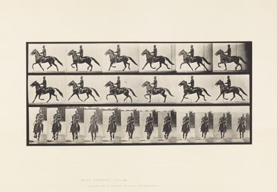 Tafel 593. Schaukelnd (Passgang): Sattel; Braunes Pferd Pronto von Eadweard Muybridge