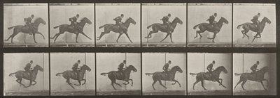 Tafel Nummer 624. „Daisy“ galoppierend, gesattelt von Eadweard Muybridge