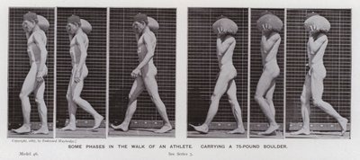 Die menschliche Figur in Bewegung: Einige Phasen im Gang eines Athleten, der einen 75-Pfund-Brocken trägt von Eadweard Muybridge