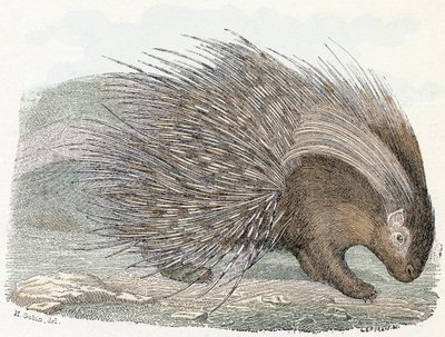 Stachelschwein - „Alphabet illustriert Tiere“ 19. Jahrhundert (Gravur) von Edouard Travies