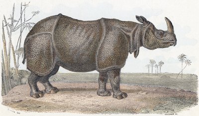 Nashorn - „Alphabet illustriert Tiere“ 19. Jahrhundert (Gravur) von Edouard Travies