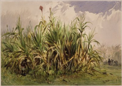Zuckerrohrplantage von Eduard Hildebrandt