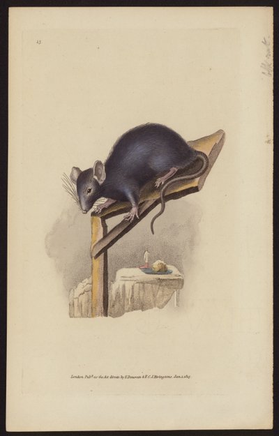 Schwarze Ratte (farbige Gravur) von Edward (after) Donovan
