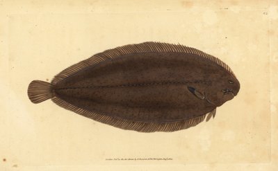 Gemeine Seezunge oder Dover-Seezunge, Solea solea (Pleuronectes solea) von Edward Donovan
