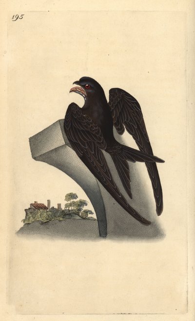 Mauersegler, Apus apus. Handkolorierte Kupferplatte von Edward Donovan aus seinem eigenen „Natural History of British Birds“ von Edward Donovan
