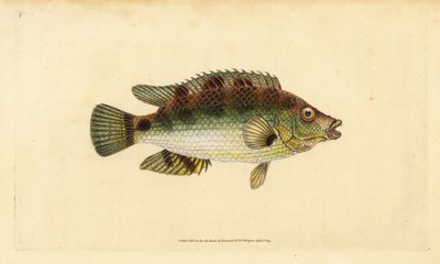 Korkflügel-Lippfisch, Symphodus melops (Goldfinne, Labrus cornubius). Handkolorierte Kupferstichzeichnung und -gravur von Edward Donovan aus seiner Natural History of British Fishes, Donovan und F.C. und J. Rivington, London von Edward Donovan