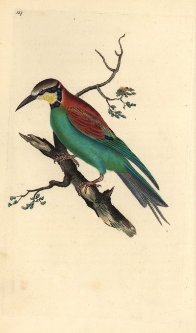 Bienenfresser (Merops apiaster). Handkolorierter Kupferstich von Edward Donovan aus seinem Werk „Natural History of British Birds“ (1794-1819) von Edward Donovan