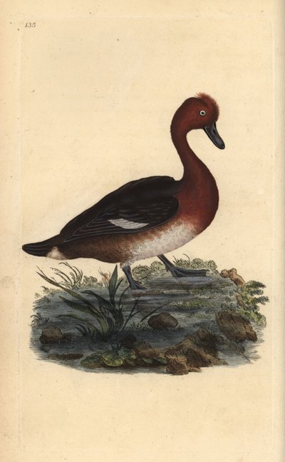Tafelente, Aythya nyroca. Handkolorierte Kupferstichgravur aus „Natural History of British Birds“ von Edward Donovan von Edward Donovan