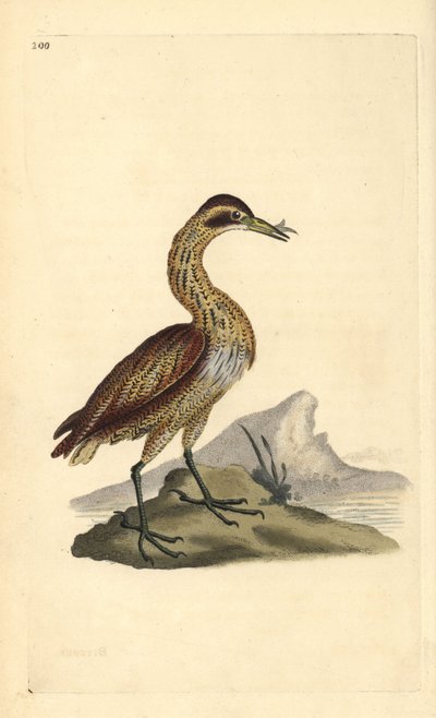 Rohrdommel, Botaurus stellaris von Edward Donovan