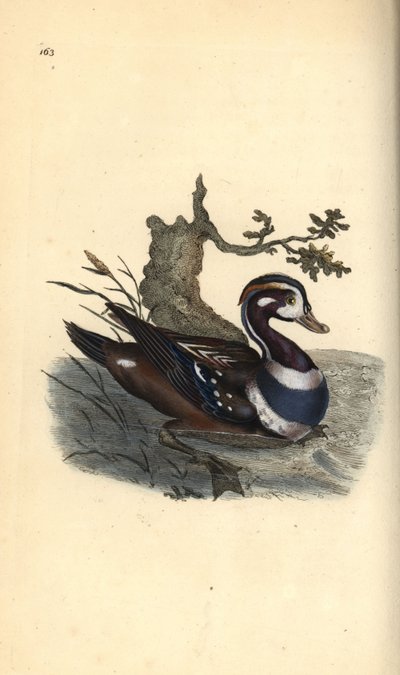 Kragenente, Histrionicus histrionicus. Handkolorierte Kupferplatte von Edward Donovan aus seinem eigenen „Natural History of British Birds“ von Edward Donovan