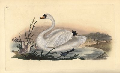 Höckerschwan, Cygnus olor, mit Küken. Handkolorierte Kupferplatte von Edward Donovan aus seinem eigenen „Natural History of British Birds“ von Edward Donovan