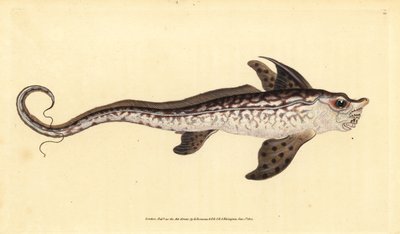 Geisterfisch oder Seemonster, Chimaera monstrosa. Nahezu bedroht. Handkolorierte Kupferplatte gezeichnet und graviert von Edward Donovan aus seiner Natural History of British Fishes, Donovan und F.C. und J. Rivington, London von Edward Donovan