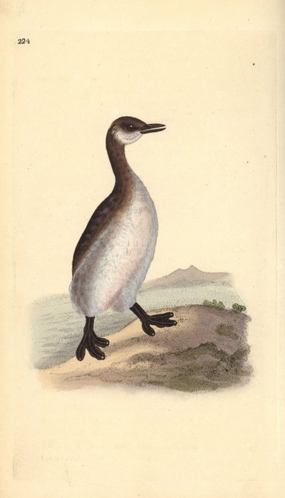 Rothalstaucher (weiblich), Podiceps grisegena. Handkolorierte Kupferplatte von Edward Donovan aus seinem eigenen „Natural History of British Birds“ von Edward Donovan