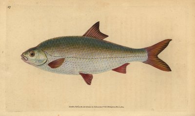 Rotauge, Rutilus rutilus (Cyprinus ritulus). Handkolorierte Kupferstichzeichnung und -gravur von Edward Donovan aus seiner „Natural History of British Fishes“, Donovan und F.C. und J. Rivington, London von Edward Donovan