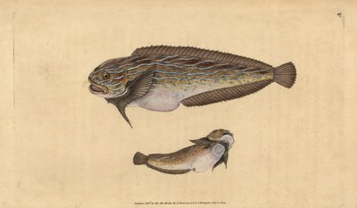 Gestreifter Seeschnecke, Liparis liparis liparis (Schmieriger Seelump, Cyclopterus liparis). Handkolorierter Kupferstich von Edward Donovan aus seiner „Natural History of British Fishes“, Donovan und F.C. und J. Rivington, London von Edward Donovan