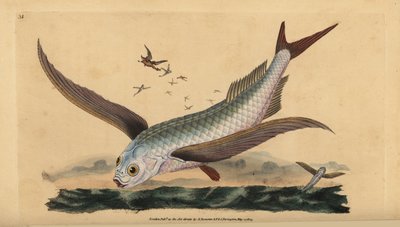 Tropischer Zweiflügel-Fliegender Fisch. Handkolorierte Kupferstich von Edward Donovan aus seiner Natural History of British Fishes, Donovan und F.C. und J. Rivington, London von Edward Donovan