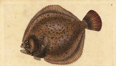 Steinbutt, Scophthalmus maximus (Pleuronectes maximus). Handkolorierte Kupferstichzeichnung und -gravur von Edward Donovan aus seiner Natural History of British Fishes, Donovan und F.C. und J. Rivington, London von Edward Donovan