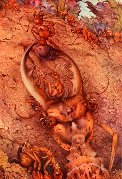 Der Ameisenlöwe, 1914 von Edward Julius Detmold