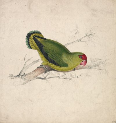 Abessinischer Sittich (Tafel 39) von Edward Lear