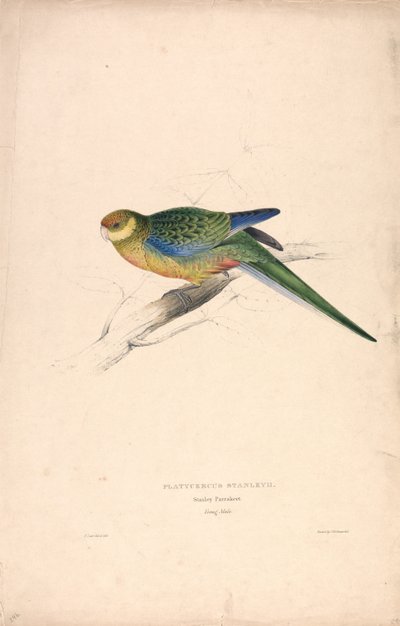 Platycercus Stanley II / Stanley Sittich (junger Männchen) (Tafel 24) von Edward Lear