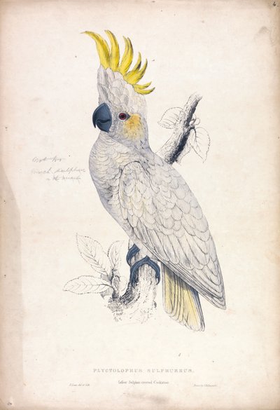 Plyctolophus Sulphureus / Kleiner Gelbhaubenkakadu (Tafel 4) von Edward Lear