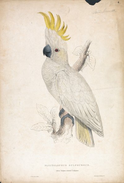 Plyctophus Sulphureus / Kleiner Gelbwangenkakadu (Tafel 4) von Edward Lear