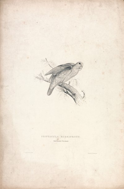 Psittacula Rubrifrons/ Rotstirnsittich (Tafel 41) von Edward Lear